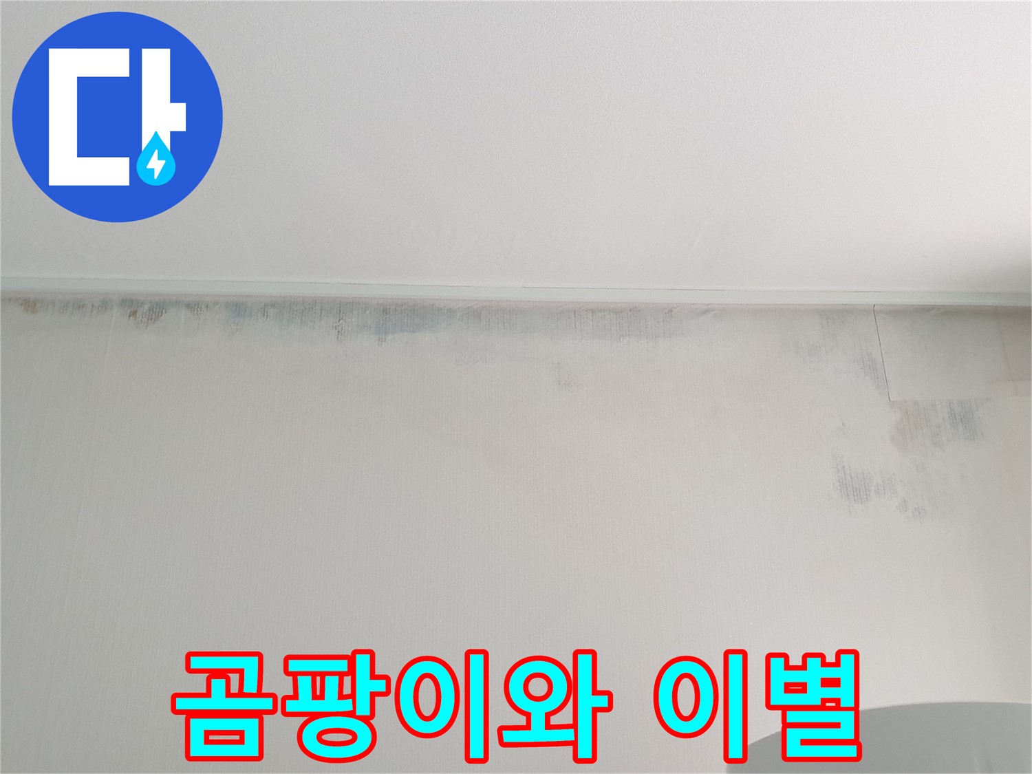 중계동 아파트 곰팡이 - 곰팡이와의 이별