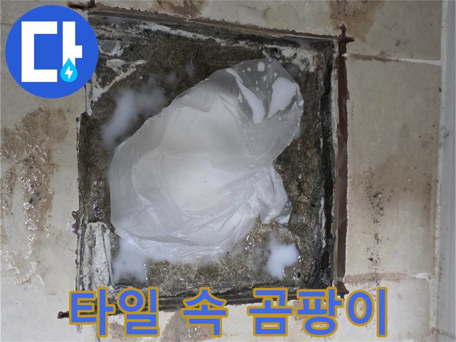 고양시 덕양구 욕실 배수구 누수 - 타일 속 숨겨진 물, 곰팡이들의 행복한 보금자리