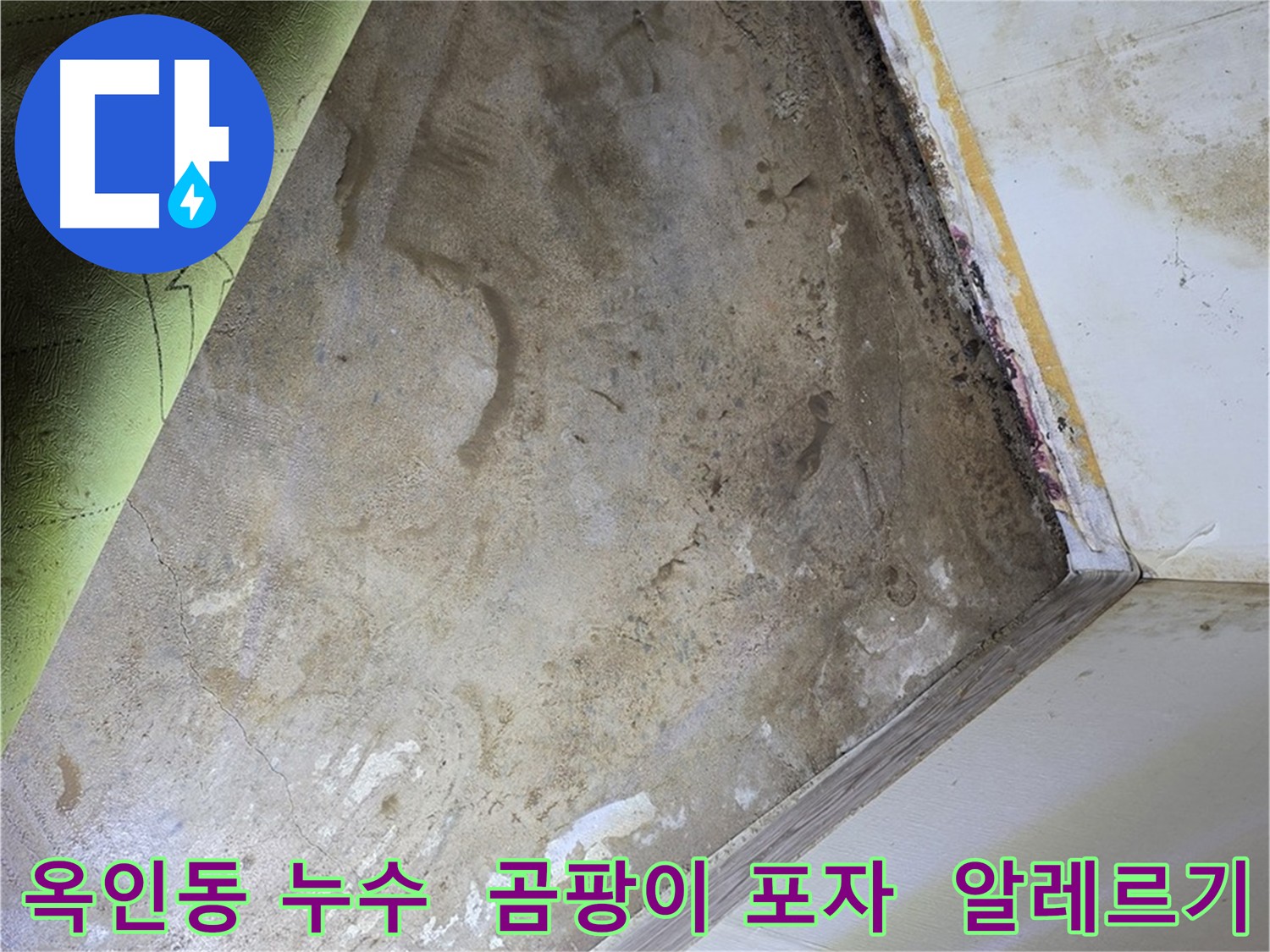 장판 밑 곰팡이 포자 - 옥인동 알레르기 유발 누수