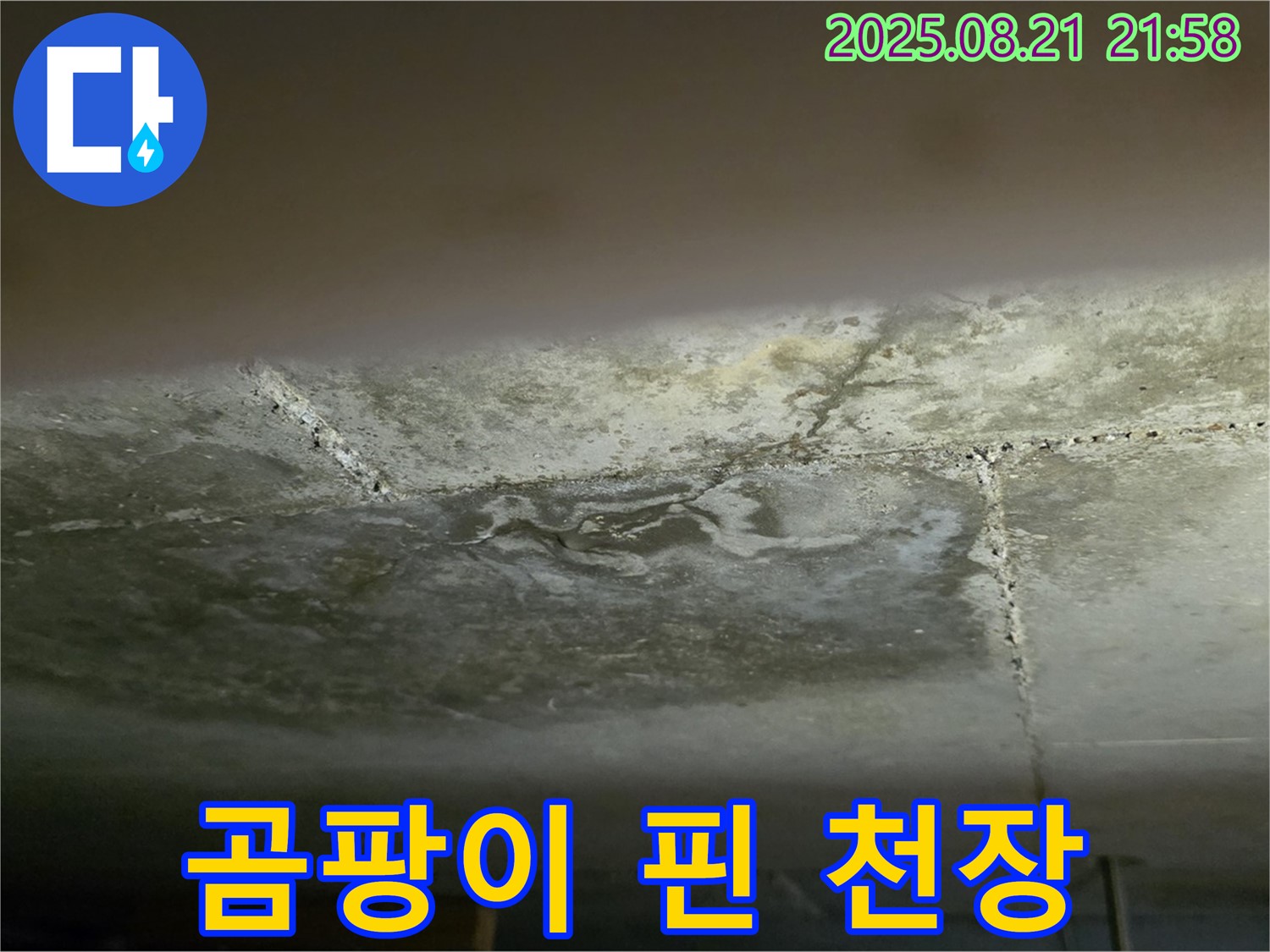 일산 하이파크 빌라 - 곰팡이가 심하게 핀 천장 누수 부위를 클로즈업하여 보여줍니다.