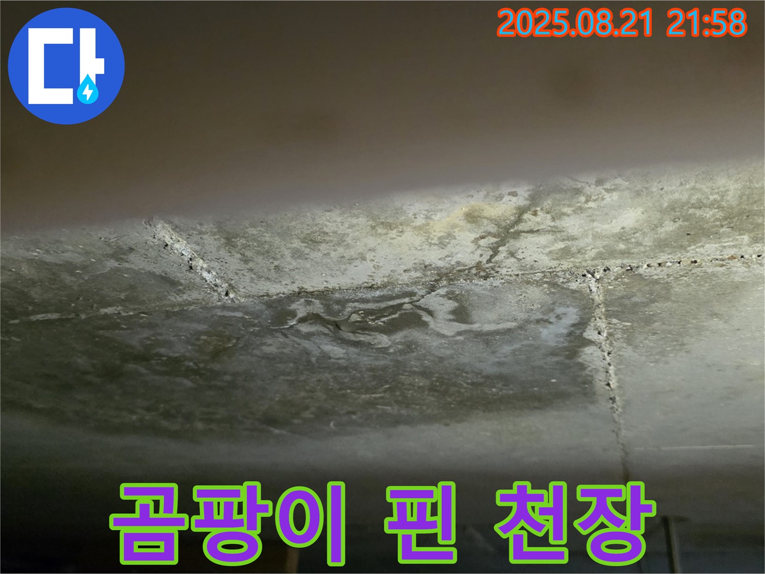 일산 하이파크 빌라 - 곰팡이가 심하게 핀 천장 누수 부위를 클로즈업하여 보여줍니다.