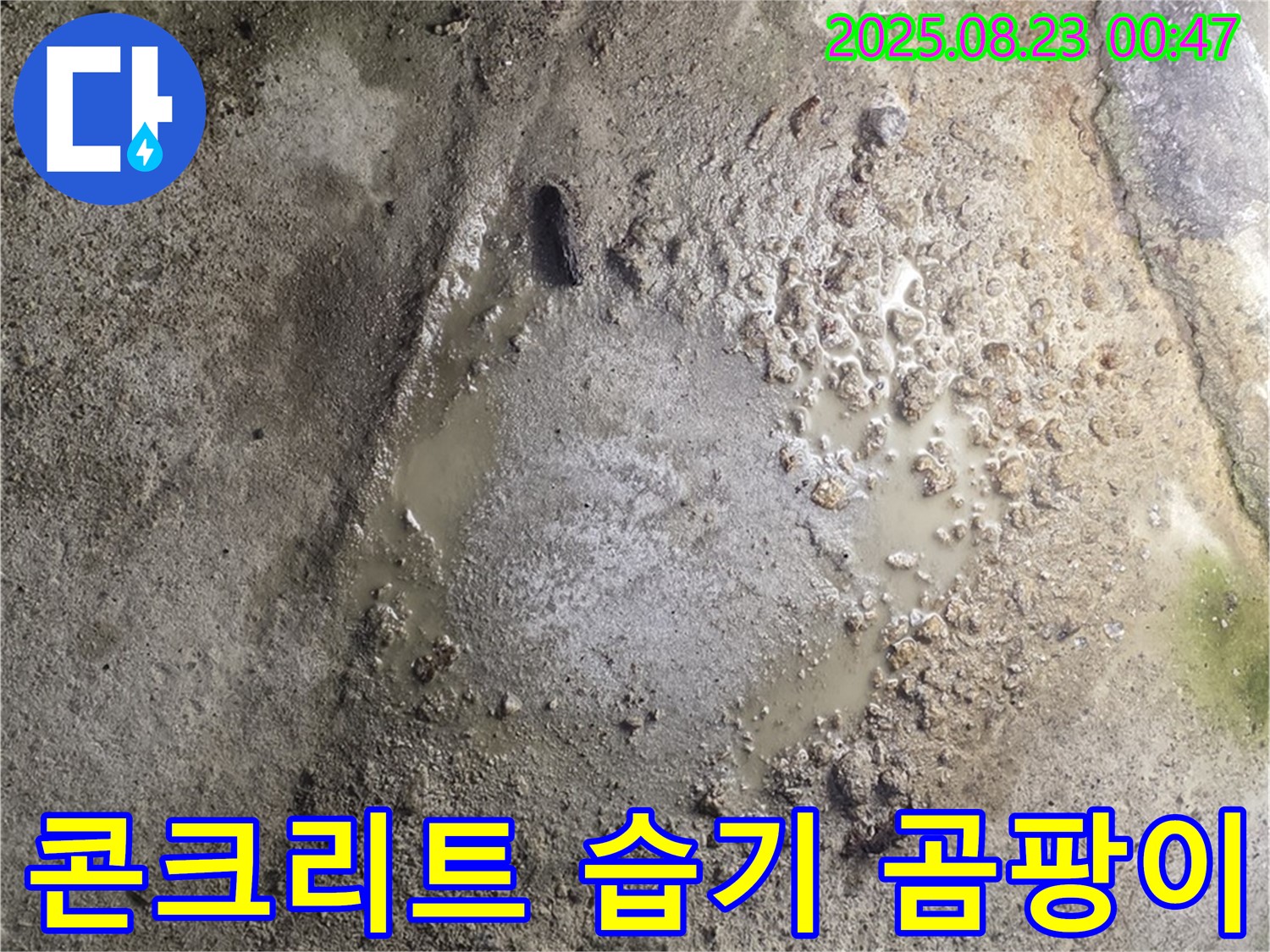 콘크리트 바닥에 습기와 곰팡이가 심하게 발생한 모습 - 건물 건강에 적신호가 켜졌습니다.