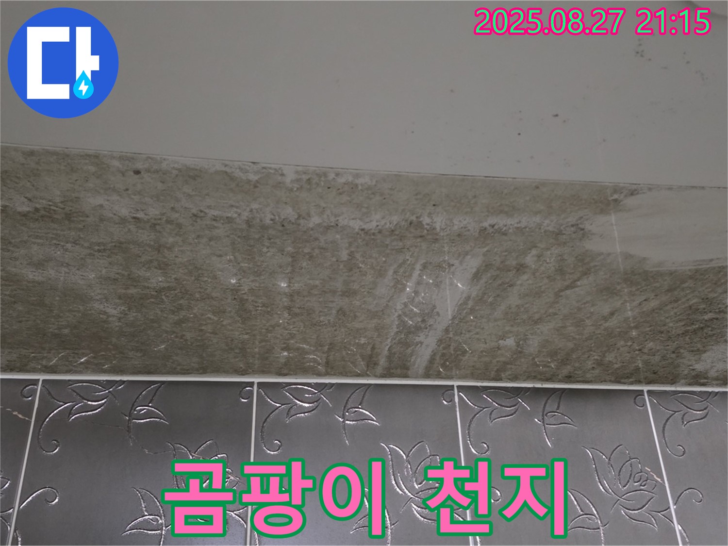 산운로 곰팡이 - 곰팡이, 완전 곰팡이 천지!