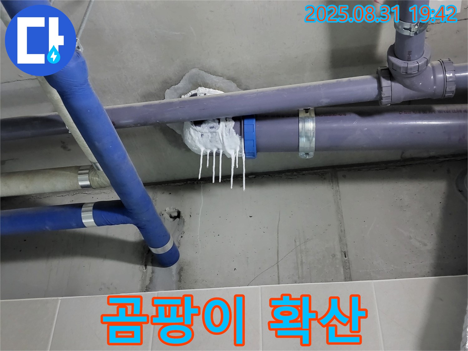 성남 분당 운중동 산운로 주택 욕실 누수 - 핀 시공 주변 백시멘트 곰팡이 확산 확인