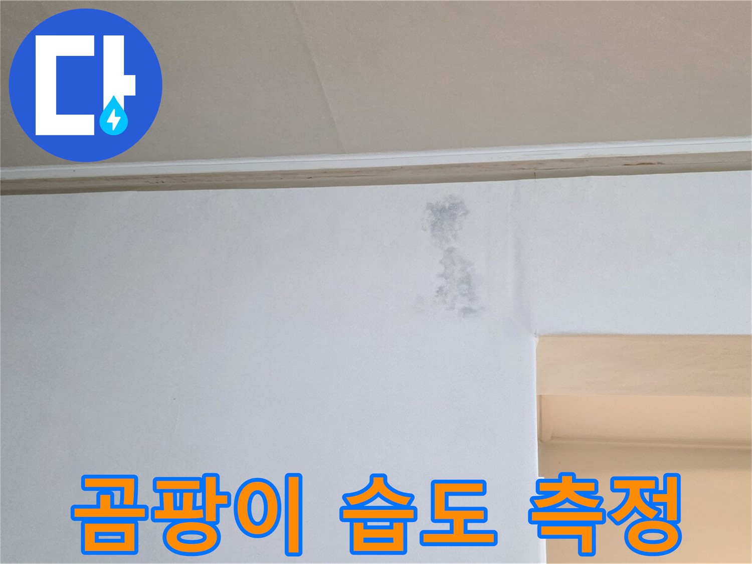 곰팡이 꽃 습도 측정 - 곰팡이 & 습기 정밀 분석