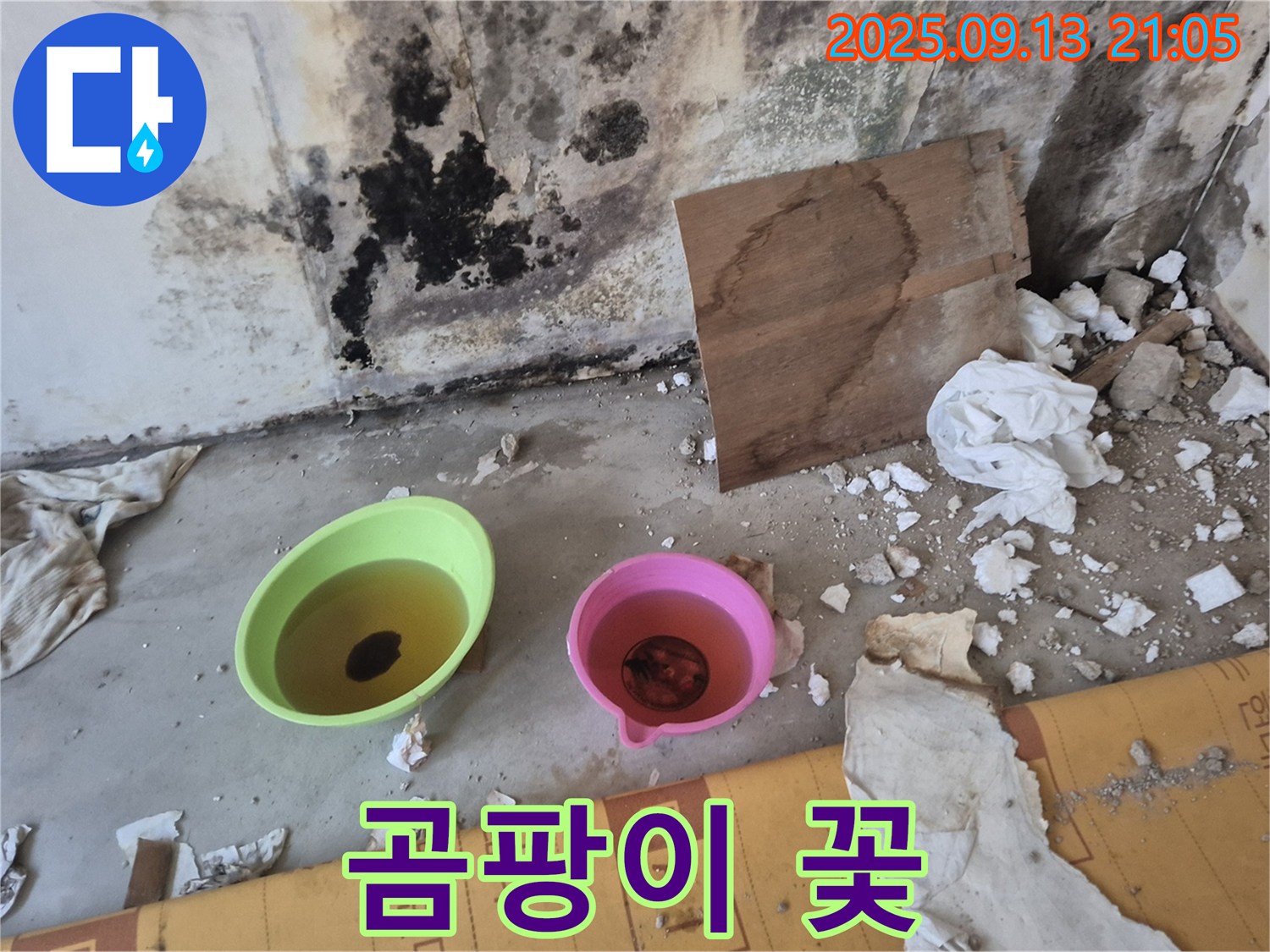벽에 핀 곰팡이 - 누수로 인한 습기가 곰팡이 번식을 촉진시킨 모습입니다 - 긴급한 상황입니다.