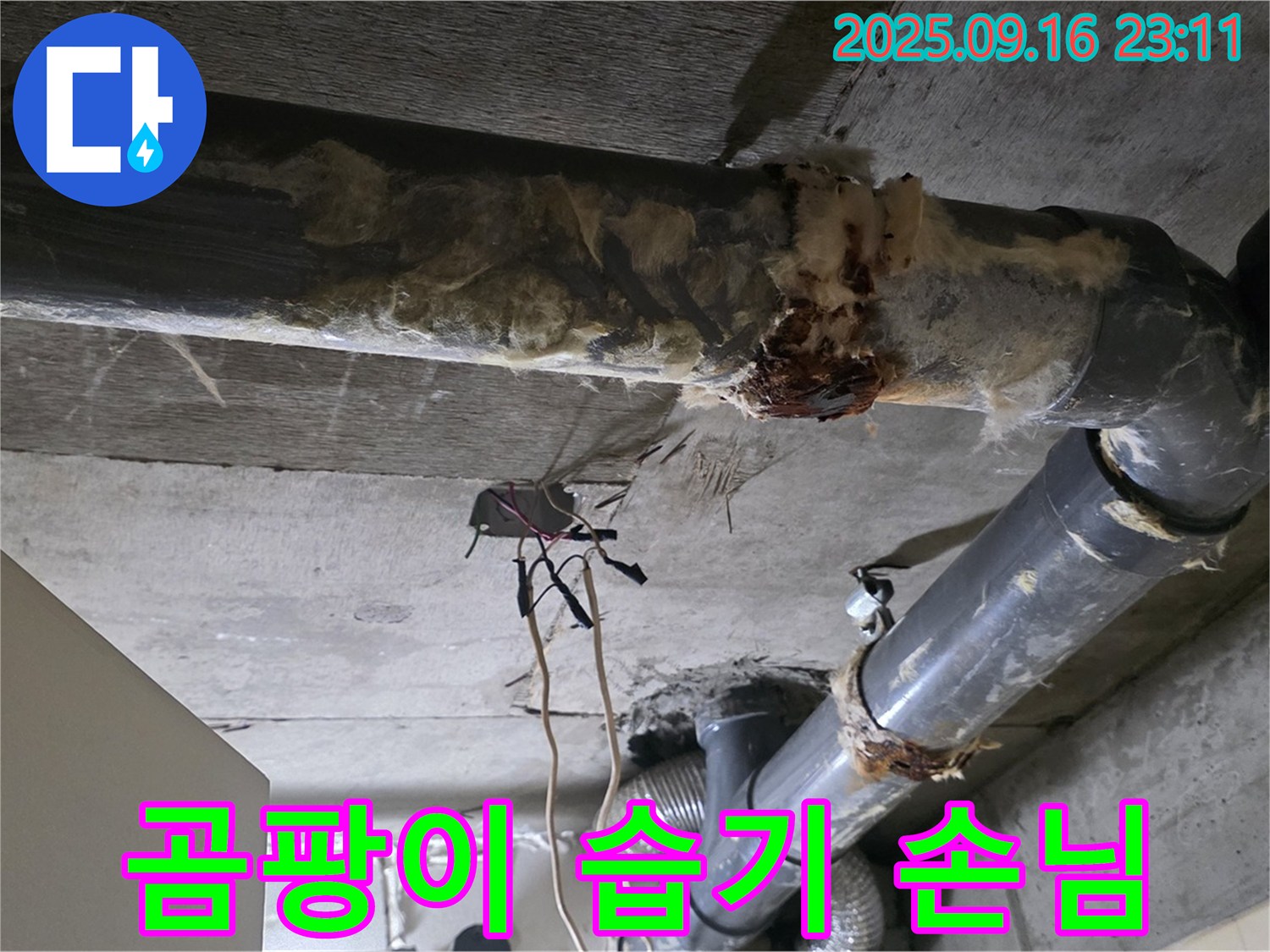 은평구 신사동 새절역 현대아파트 누수 - 곰팡이는 습한 환경의 불쾌한 손님과 같습니다.