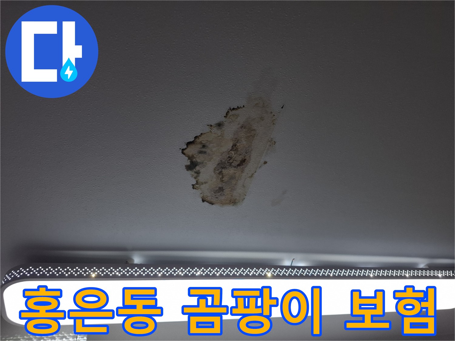 곰팡이 얼룩진 삶 - 누수 보험으로 위로받으세요