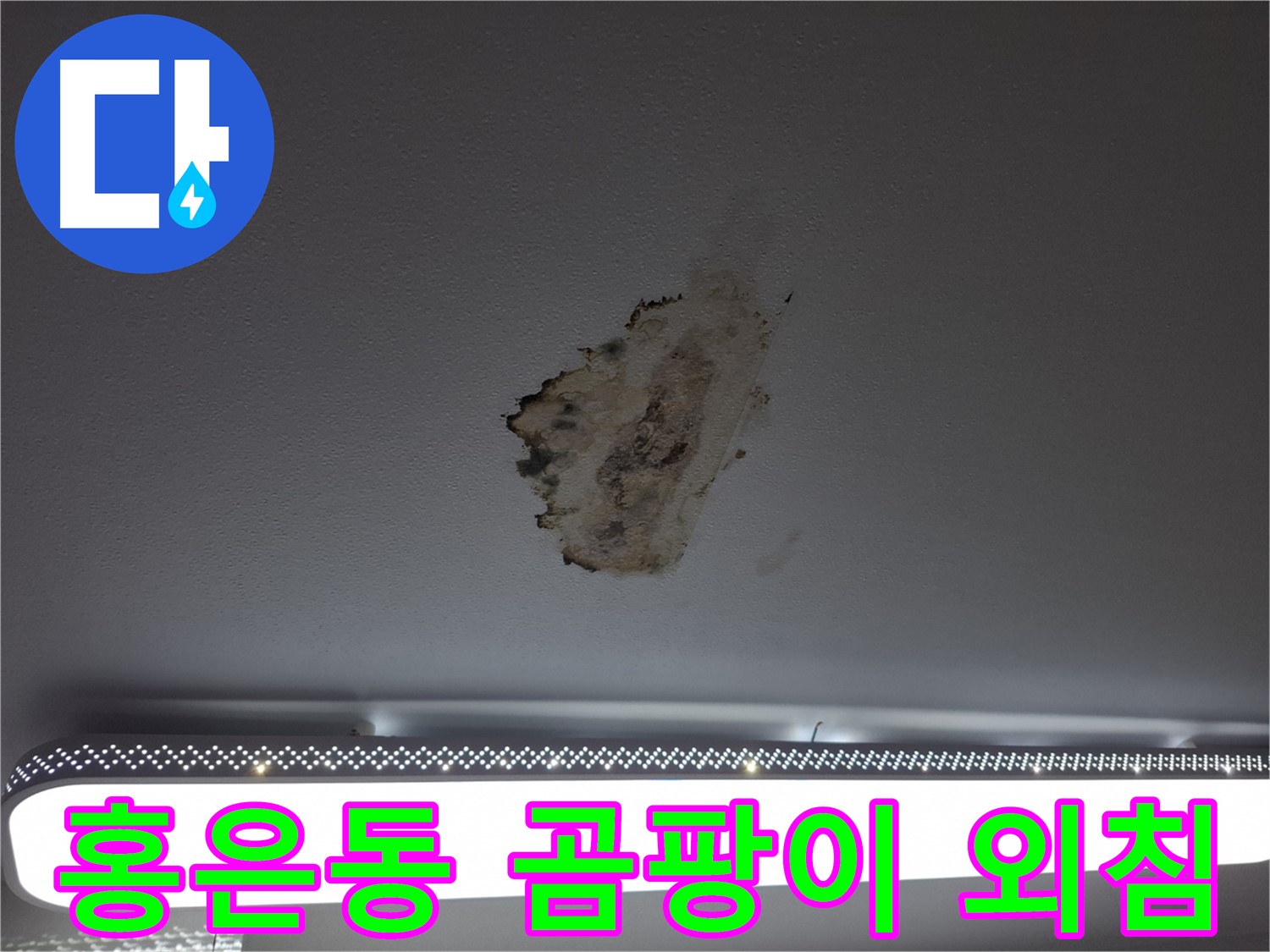 곰팡이 천장 - 절망적인 외침입니다