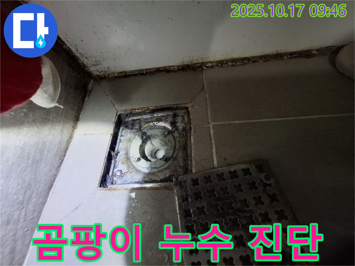 분당 봇들마을2단지 아파트 욕실 배수구 곰팡이 - 숨겨진 누수 위험 발견 - 정확한 진단이 필요합니다.