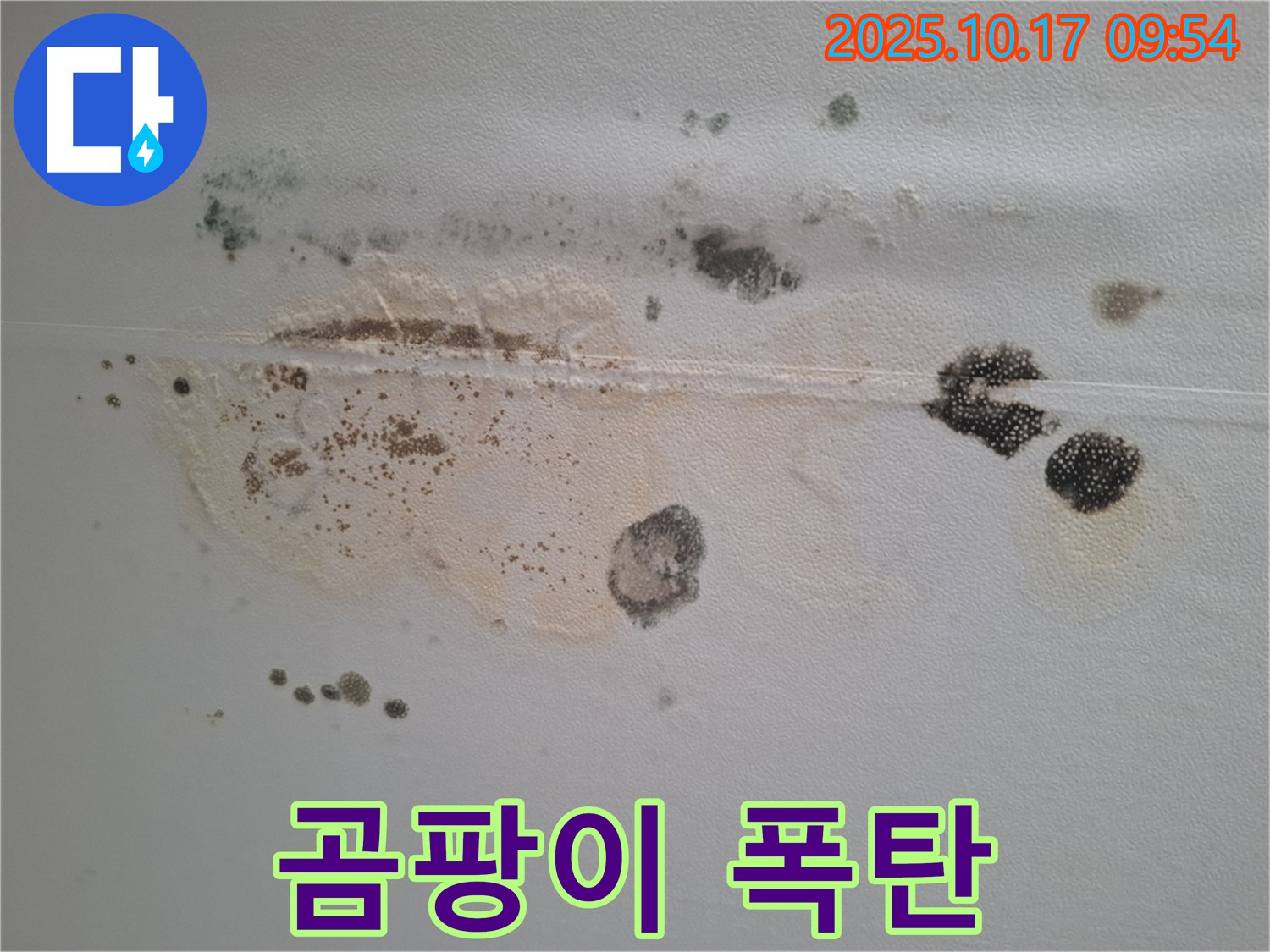 분당 봇들마을2단지 아파트 천장 누수 - 곰팡이 폭탄 수준의 오염, 긴급 점검이 시급합니다