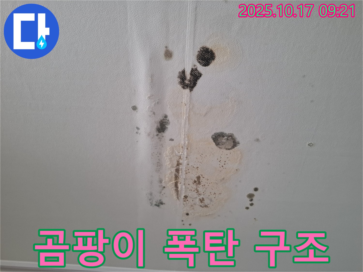 성남 봇들마을 아파트 누수 - 곰팡이 폭탄 제거 - 2단지 긴급 구조 작전