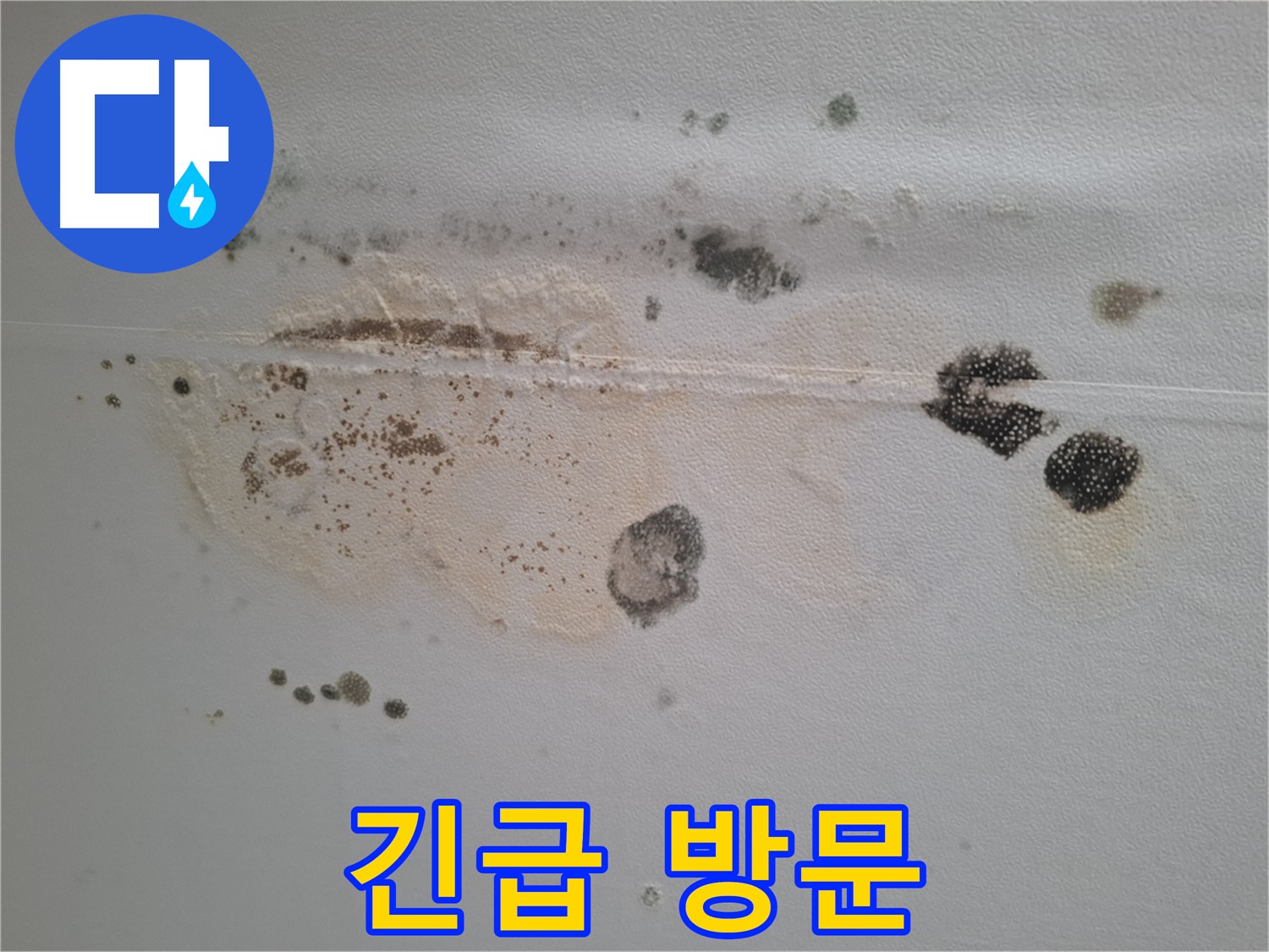 성남시 분당구 곰팡이 누수 - 삼평동 봇들마을, 긴급 방문 서비스 제공