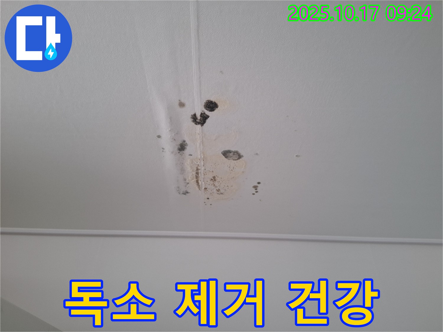 판교 봇들마을2단지 아파트 천장 누수 - 곰팡이 독소 제거, 건강하게