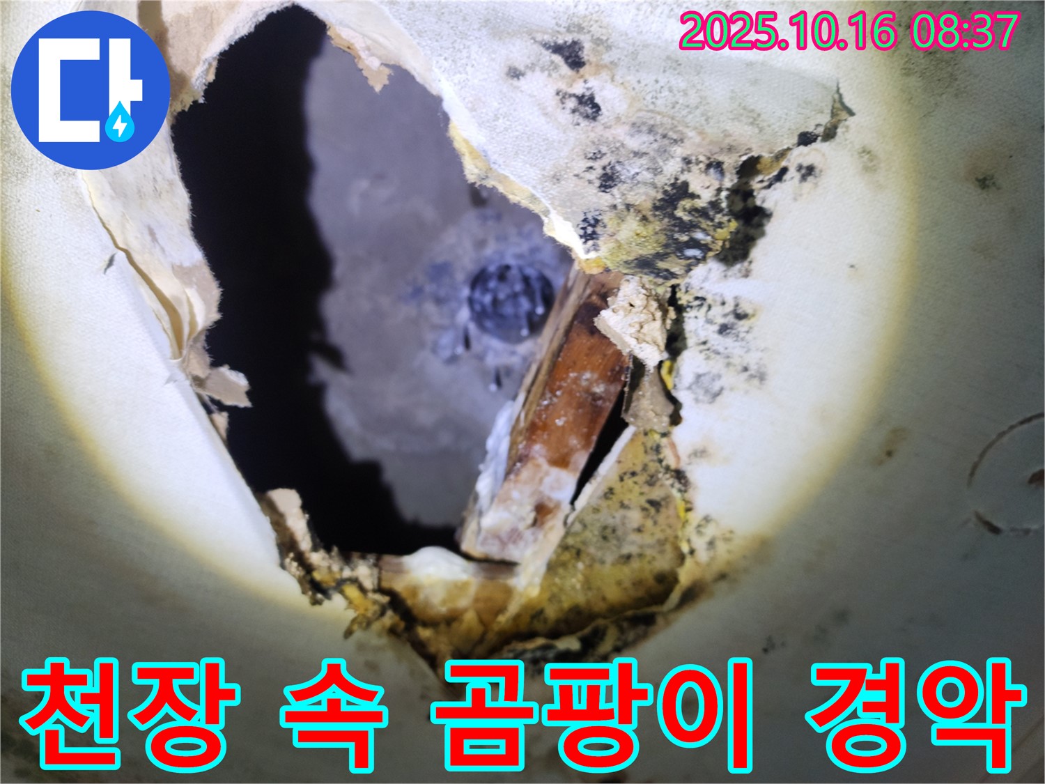 양주시 남면 경신리 주택 천장 속 - 천장 속 곰팡이 - 경악스러운 비주얼입니다.