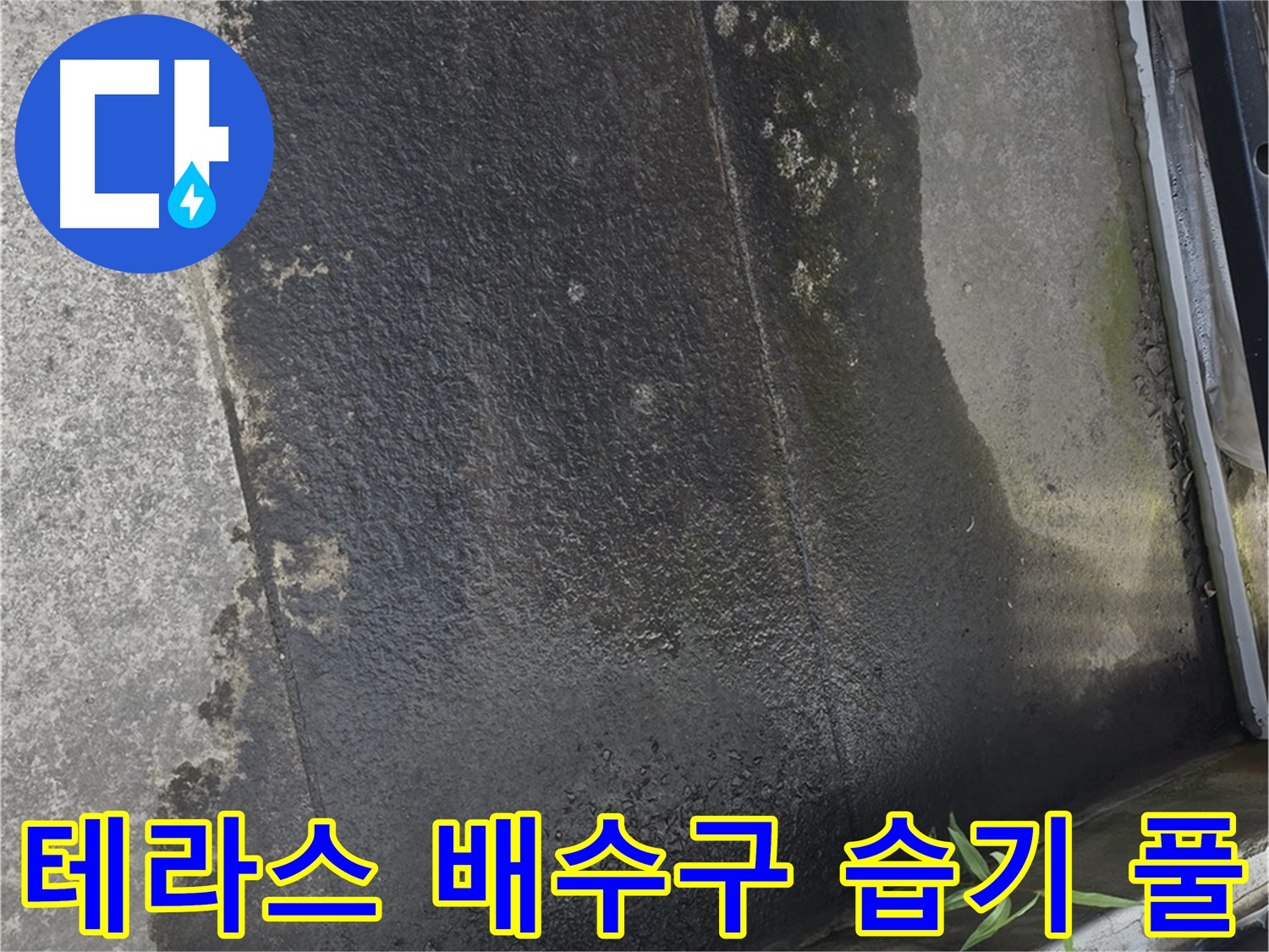 테라스 배수구 주변의 습기와 풀 - 배수 문제와 누수 의심