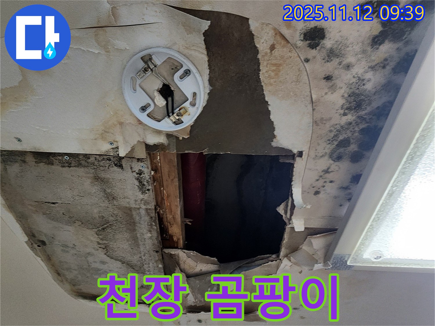 천장 곰팡이 - 누수로 인한 습기 및 오염으로 발생, 호흡기 질환 및 알레르기 유발 가능성