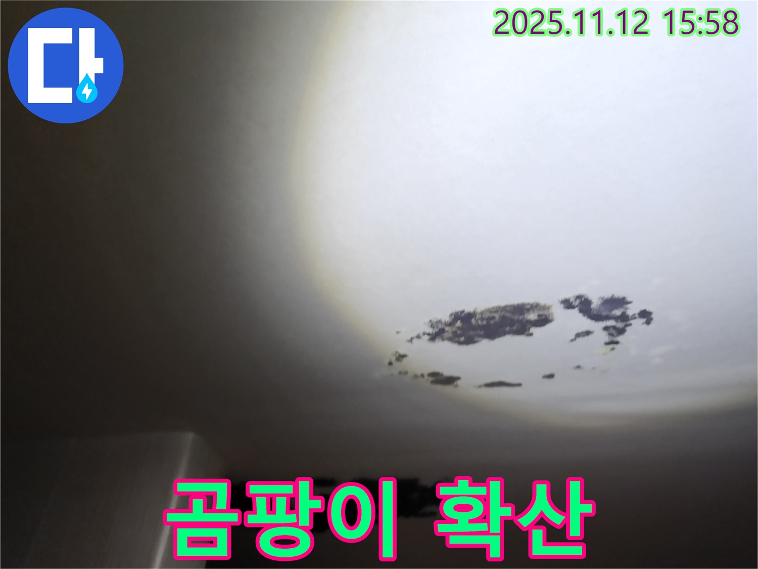 군내면 - 곰팡이가 넓게 퍼진 천장 누수 현장