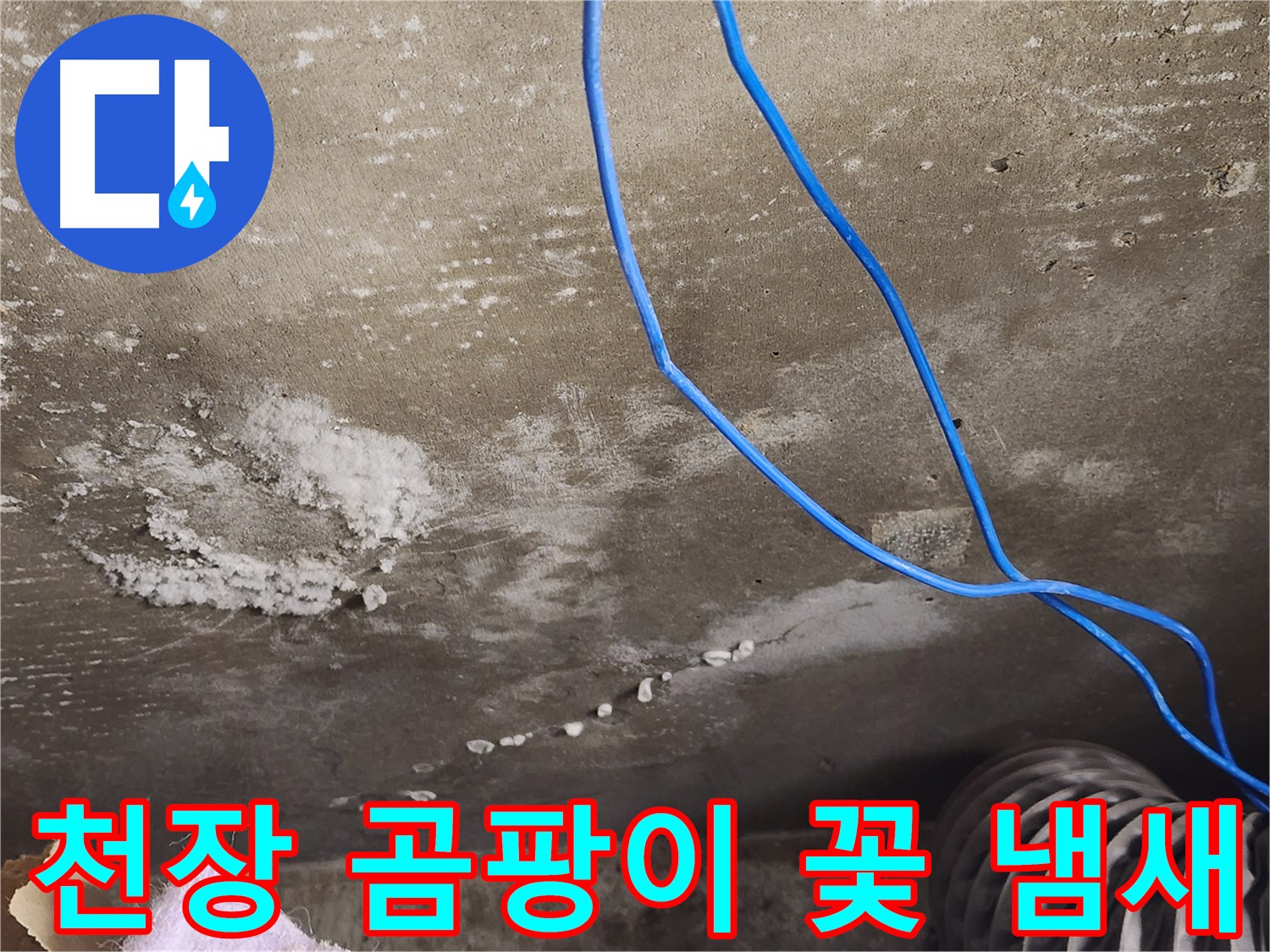 기흥구 보정동 콘크리트 천장 - 곰팡이 꽃과 냄새 - 누수 의심