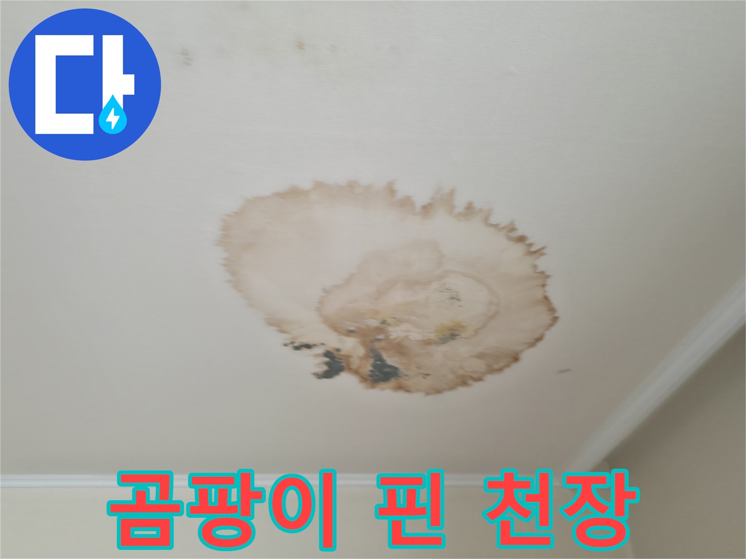 곰팡이 핀 천장 - 누수 흔적 - 서대문구 누수탐지 및 제거