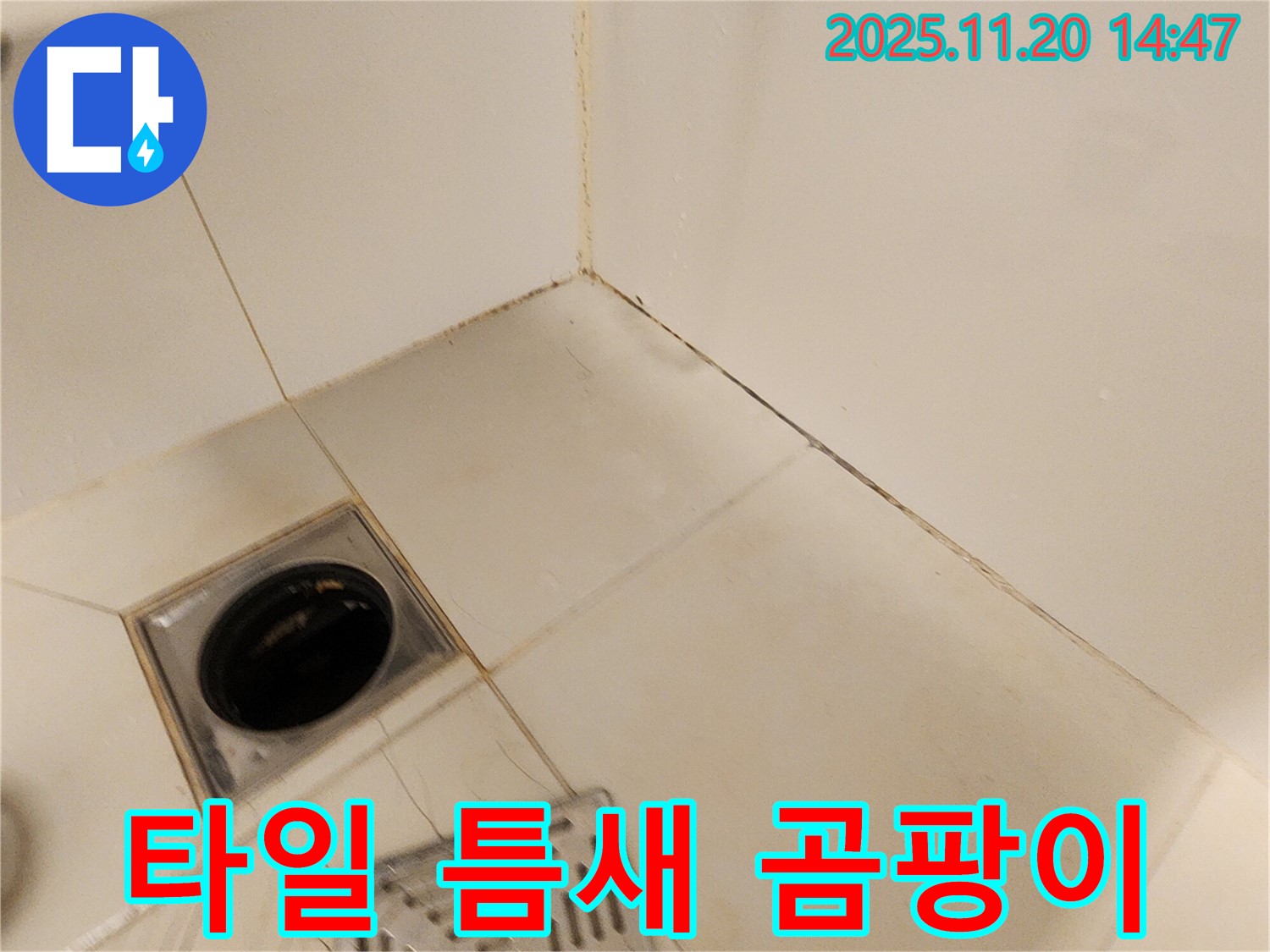 포천 마산리 샤워기 벽면 타일 틈새 - 샤워기 벽면 타일 틈새에 곰팡이가 심하게 피어 누수가 진행 중인 모습입니다.