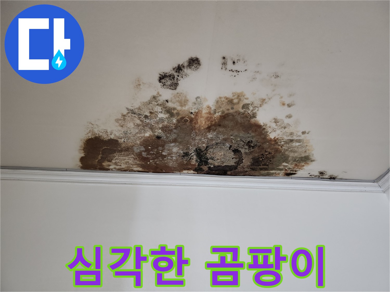 마포구 용강동 현대홈타운 천장 누수 - 심각한 곰팡이 오염