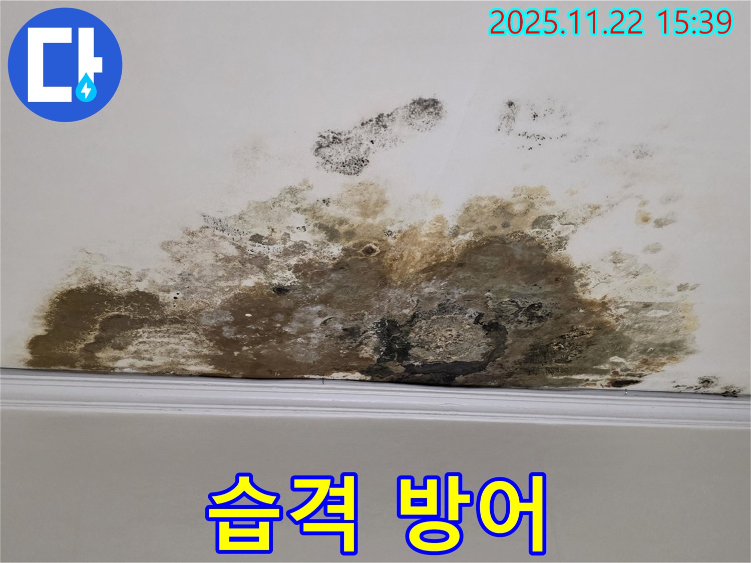 용강동 아파트 누수 - 곰팡이 습격 완전 방어, 쾌적한 우리집 사수 성공!