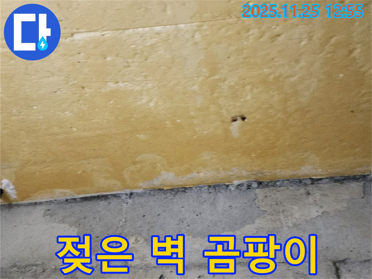 젖은 벽 - 곰팡이 놀이터 - 건강 적신호