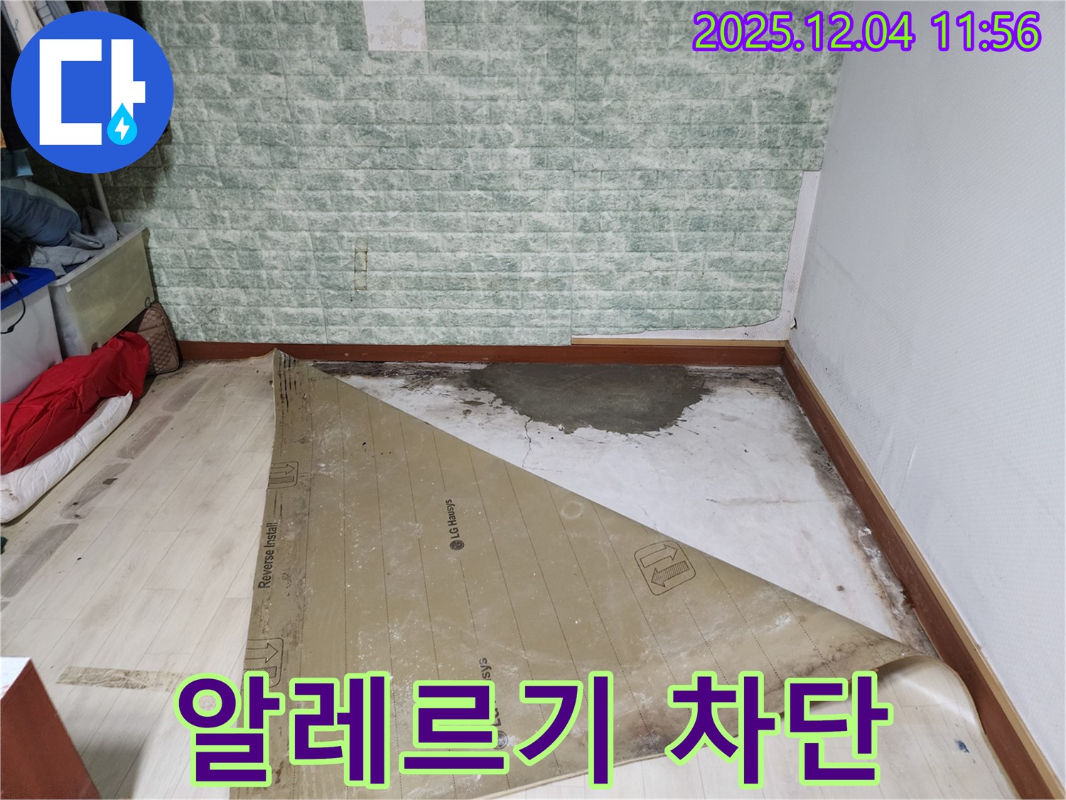 포천 누수 - 썩은 장판 밑 숨겨진 누수 곰팡이 알레르기 유발 긴급 차단