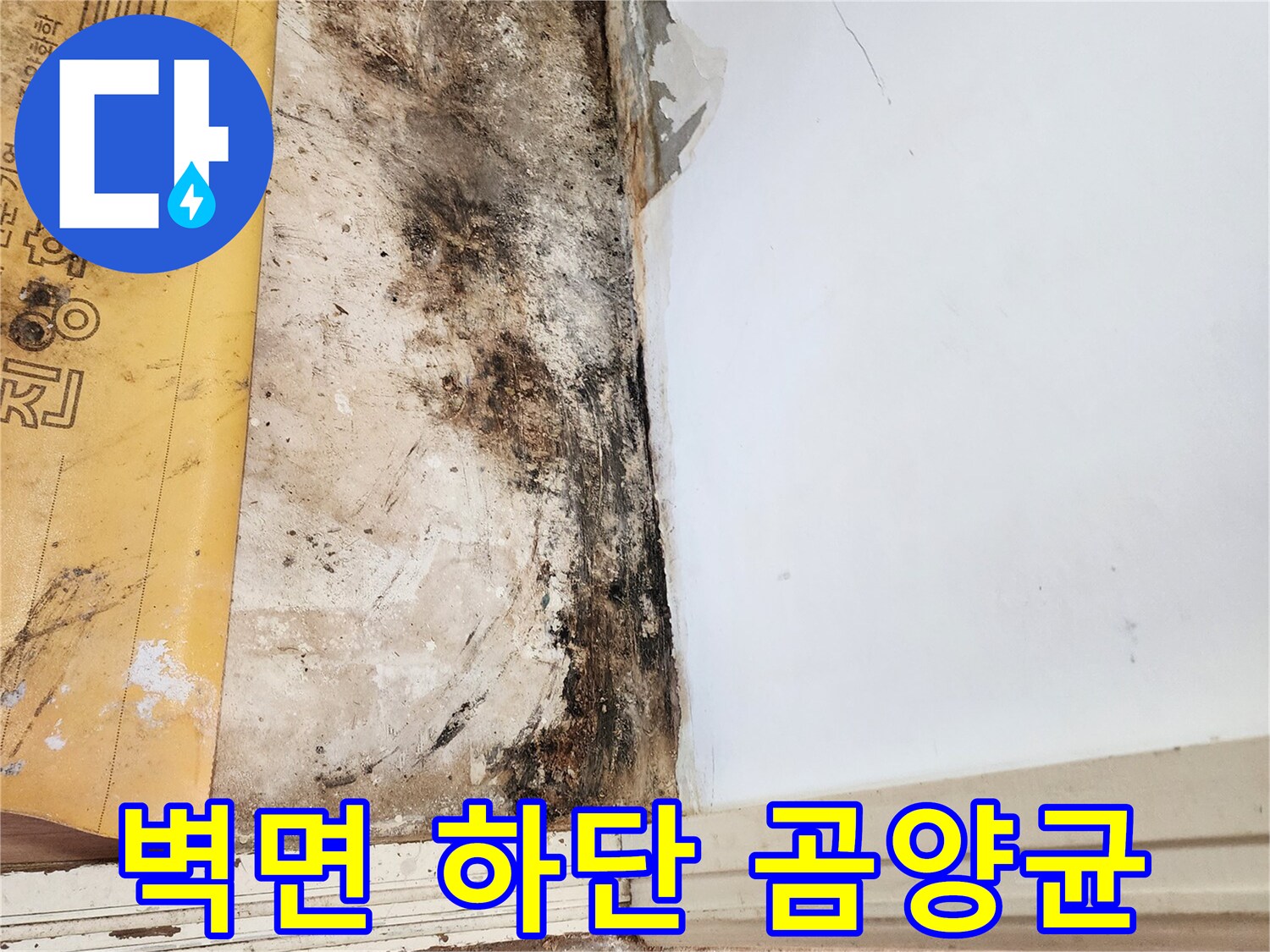 포천 일동면 현장-벽면 하단에 발생한 광범위한 곰팡이와 습기 상태