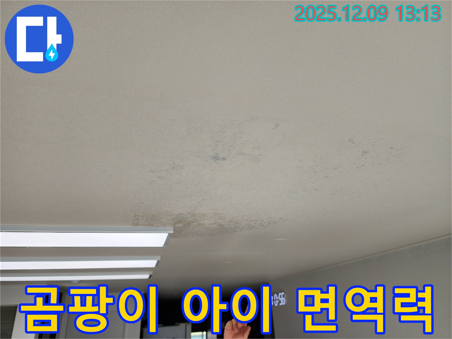 경기도 포천시 영중면 성동리 - 곰팡이, 면역력 약한 아이에게 치명적