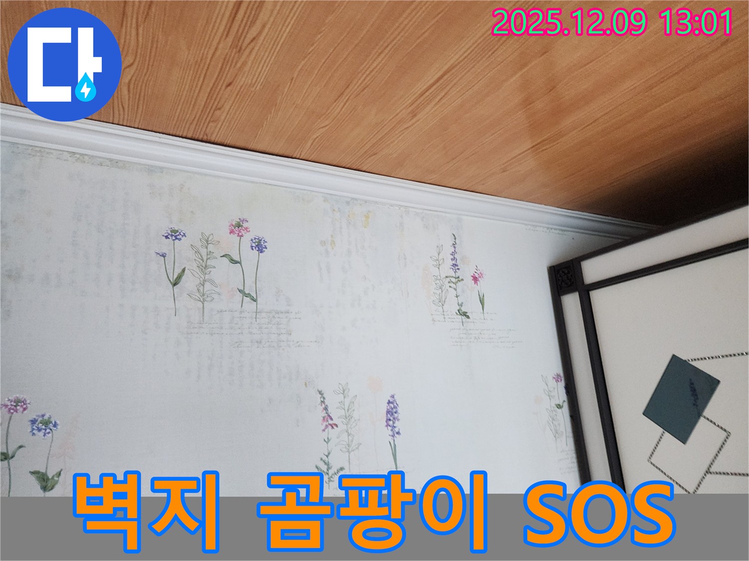 포천 영중면 성동리 누수 현장 - 곰팡이 습격으로 벽지가 SOS 신호를 보내고 있습니다
