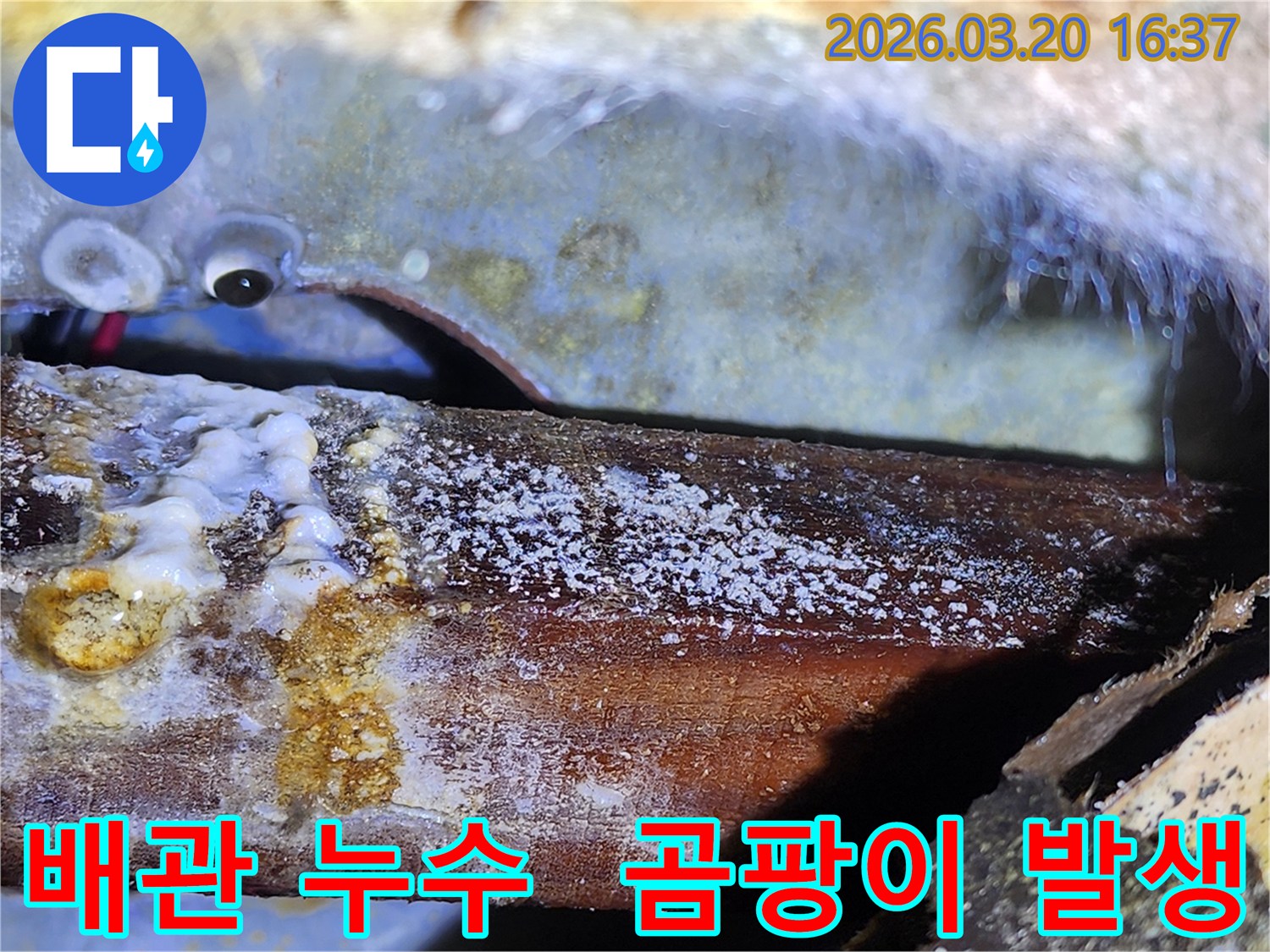 배관 누수로-천장 목재에-번식한 곰팡이와-물기 흔적-구조물 손상-우려되는 상황.