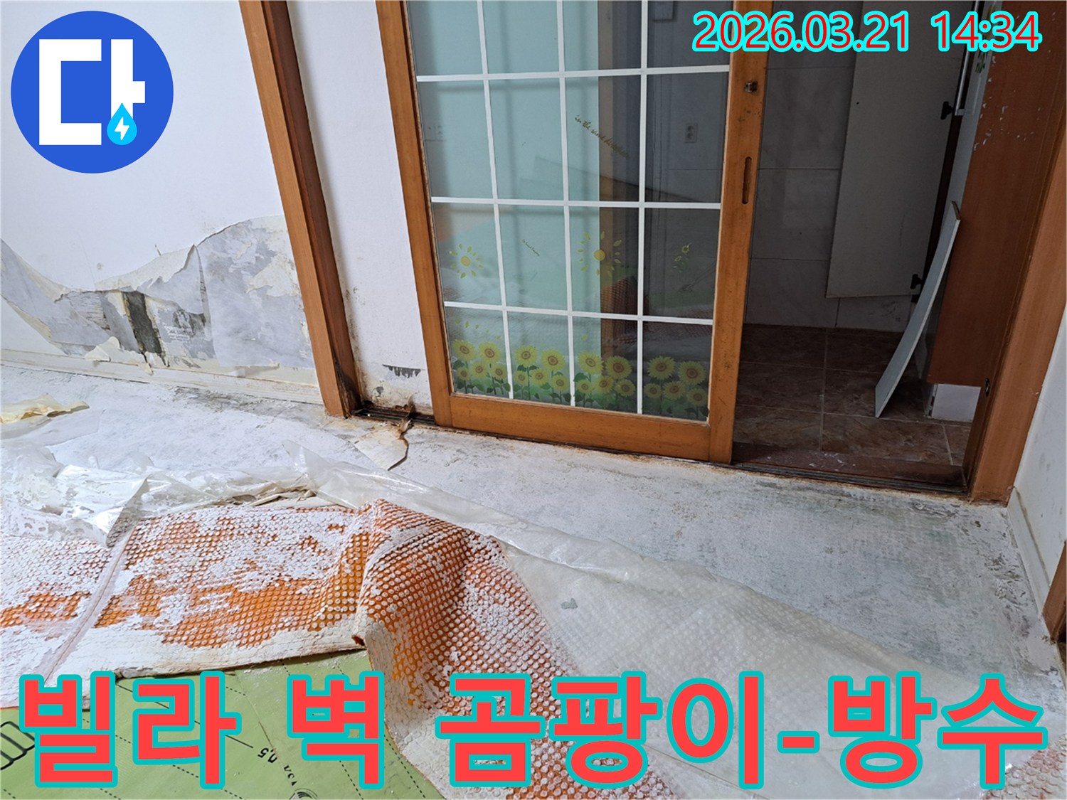 독산동 빌라에서 발생한 누수로-벽지에 곰팡이가 심하게 번식하고-벽지가 훼손된 현장과-누수 제거 및 복구 작업을 위한 준비입니다.