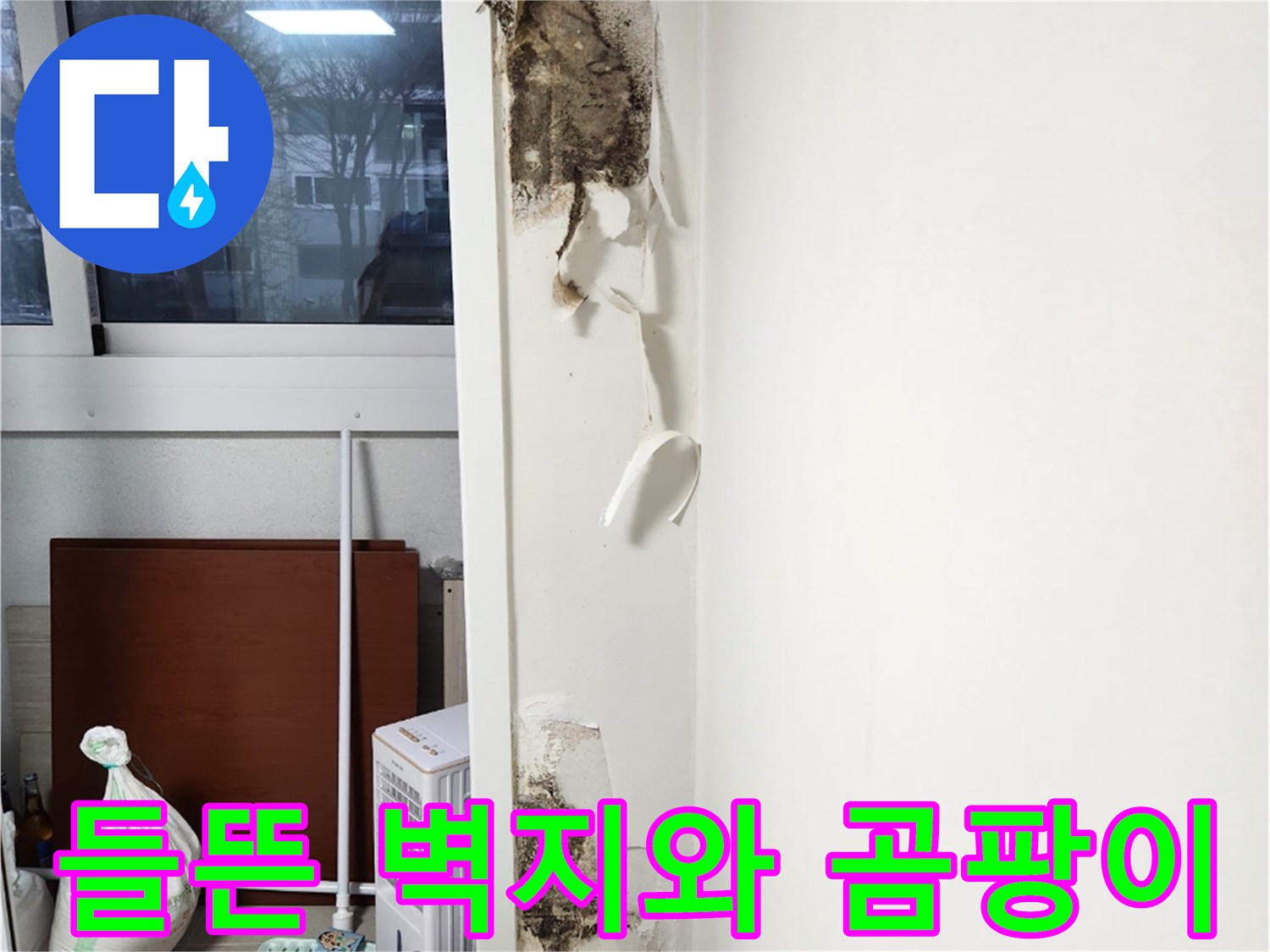 훼손된 벽지-콘크리트 벽면의 검은 곰팡이 오염