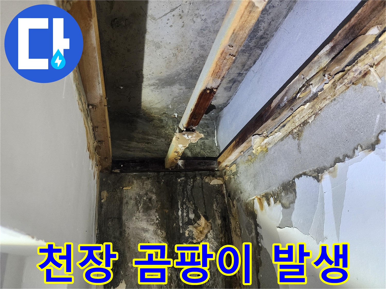 석고보드-제거-후-천장-내부에서-발견된-누수로-인한-곰팡이-발생-현장