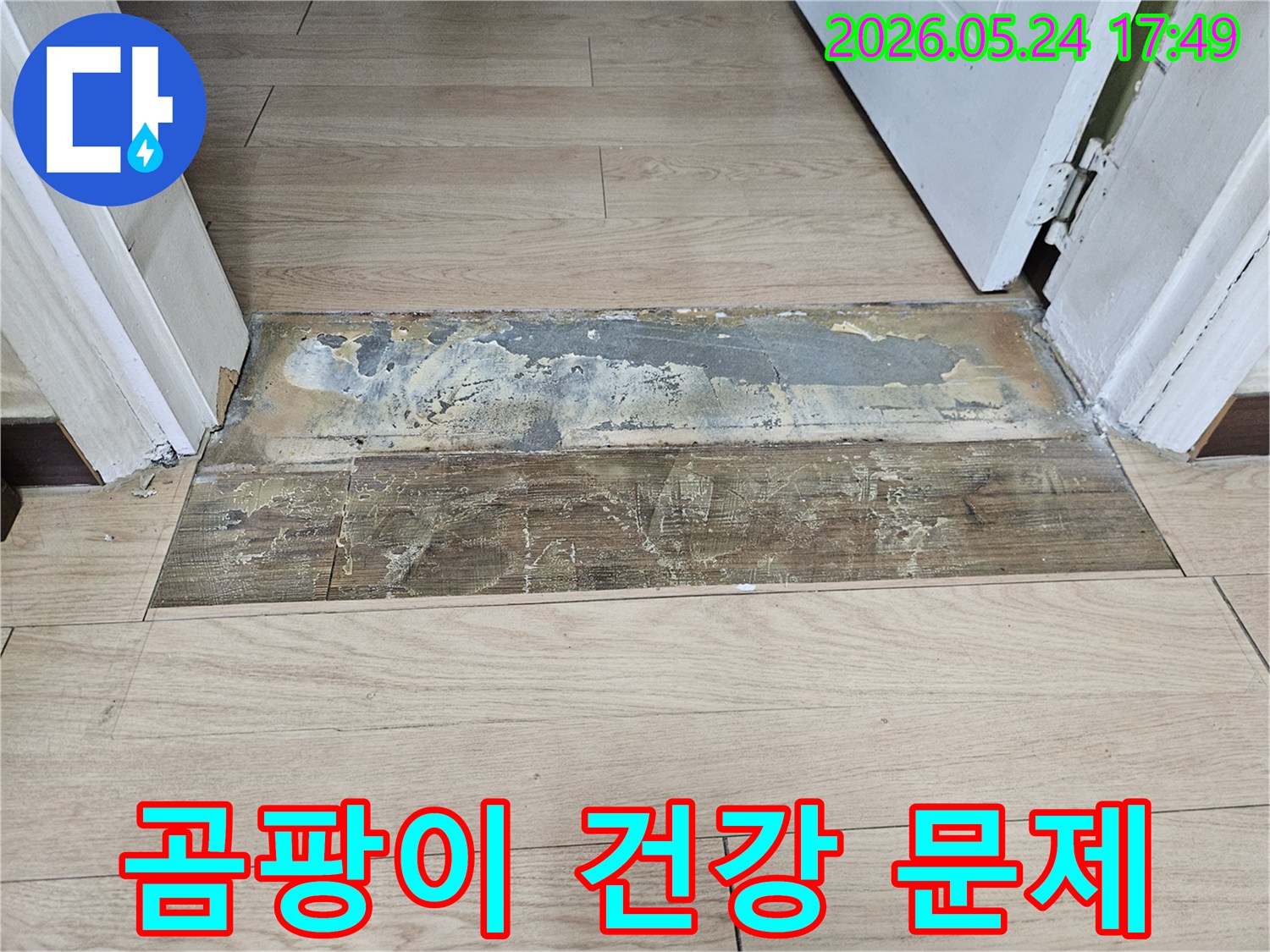 젖은 마루 곰팡이-건강 문제 유발-위생적인 해결