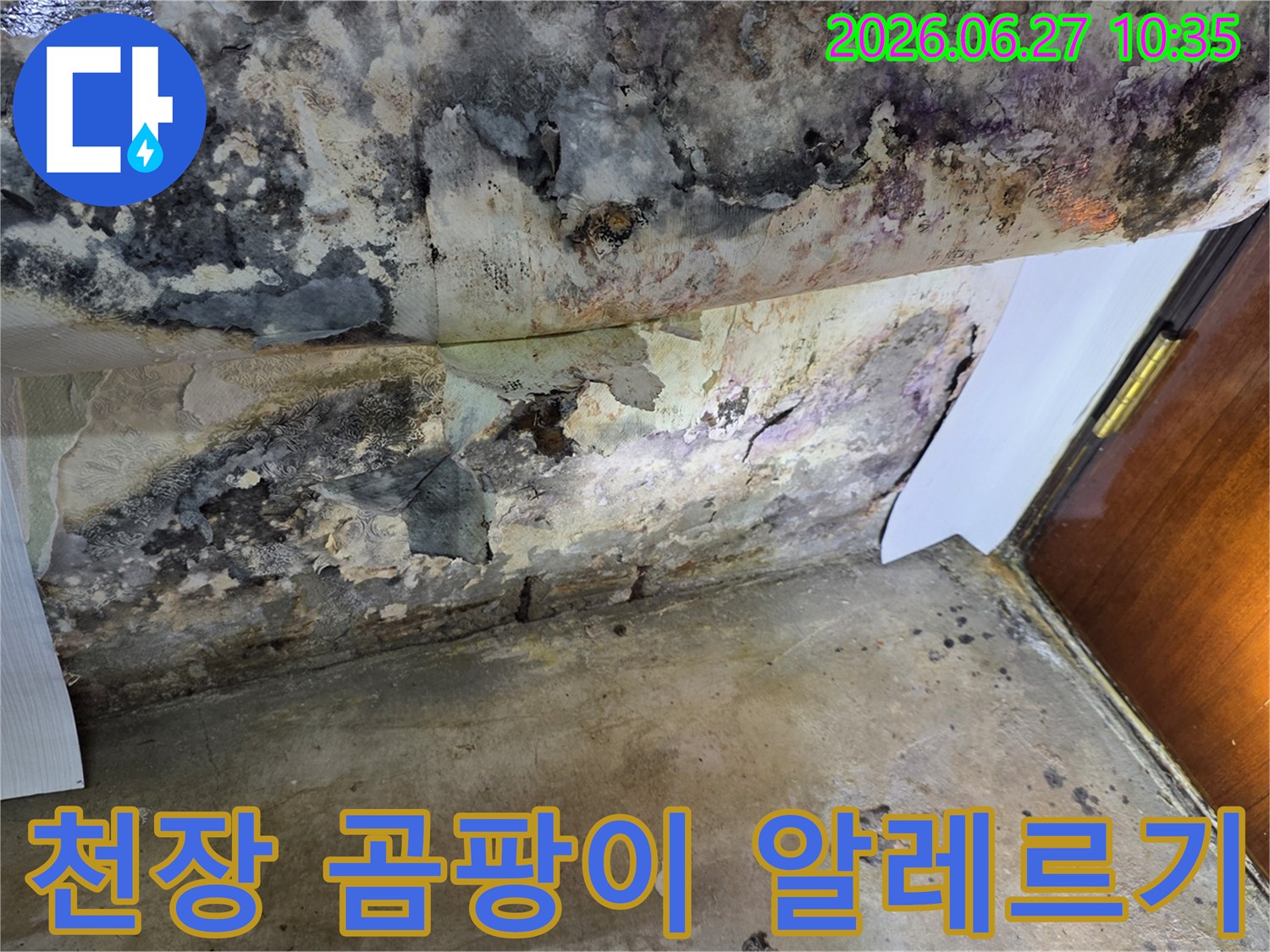 누수로 인해 천장 벽지가 심하게 벗겨지고-검은 곰팡이가 광범위하게 퍼져있는 모습입니다