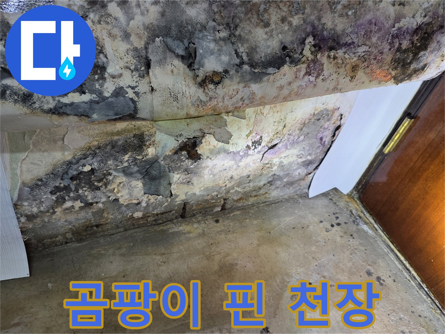 천장-마감재에-발생한-광범위한-곰팡이