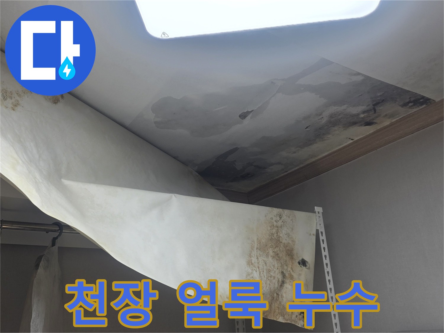 천장 벽지에 물이 새서-얼룩이 지고-곰팡이가 번식한-누수 현장입니다