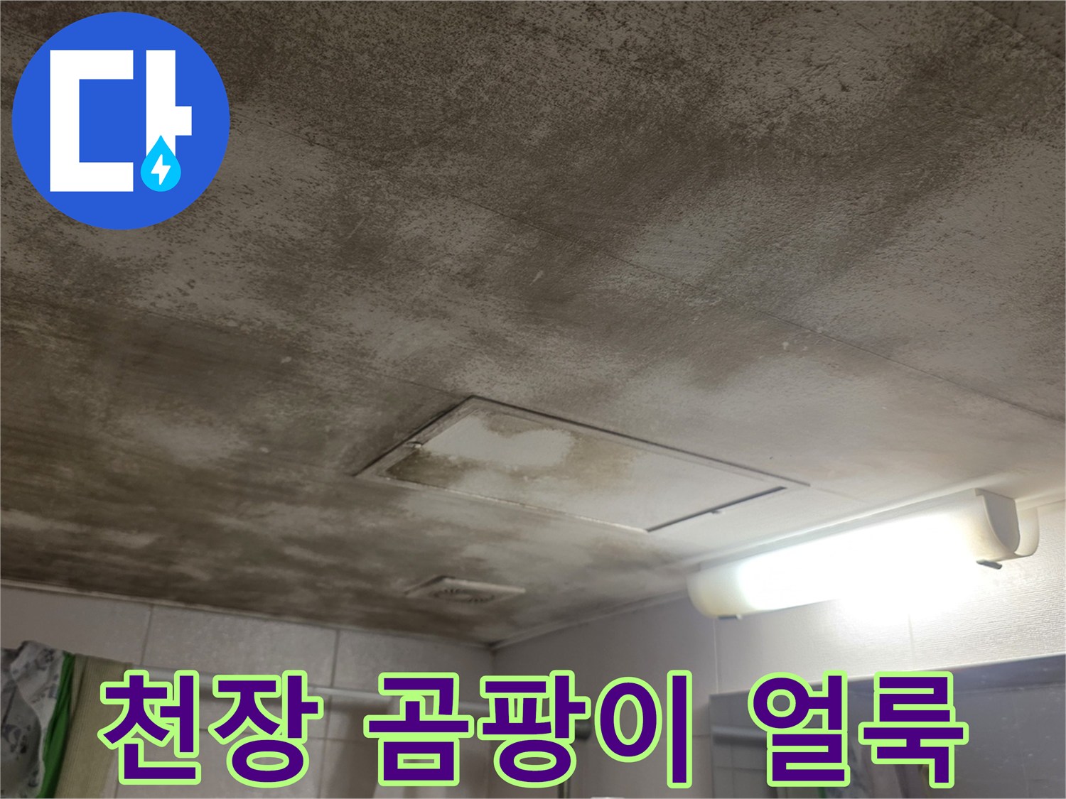 천장 마감재에 발생한 광범위한 곰팡이 및 수분 흔적