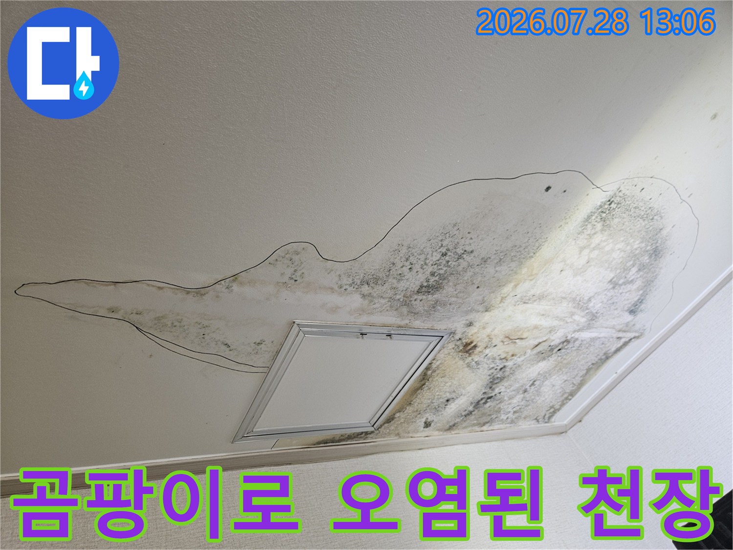 배수관 주변의 습기로 인한 대규모 곰팡이 발생 현장