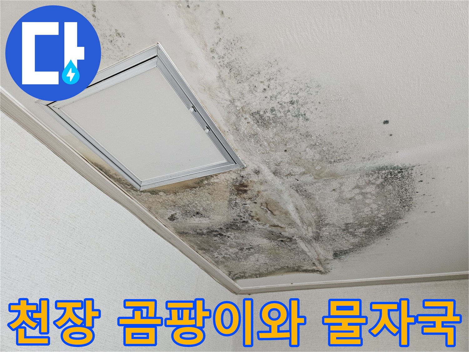 주방 천장 마감재에 나타난 광범위한 습기 및 곰팡이 오염