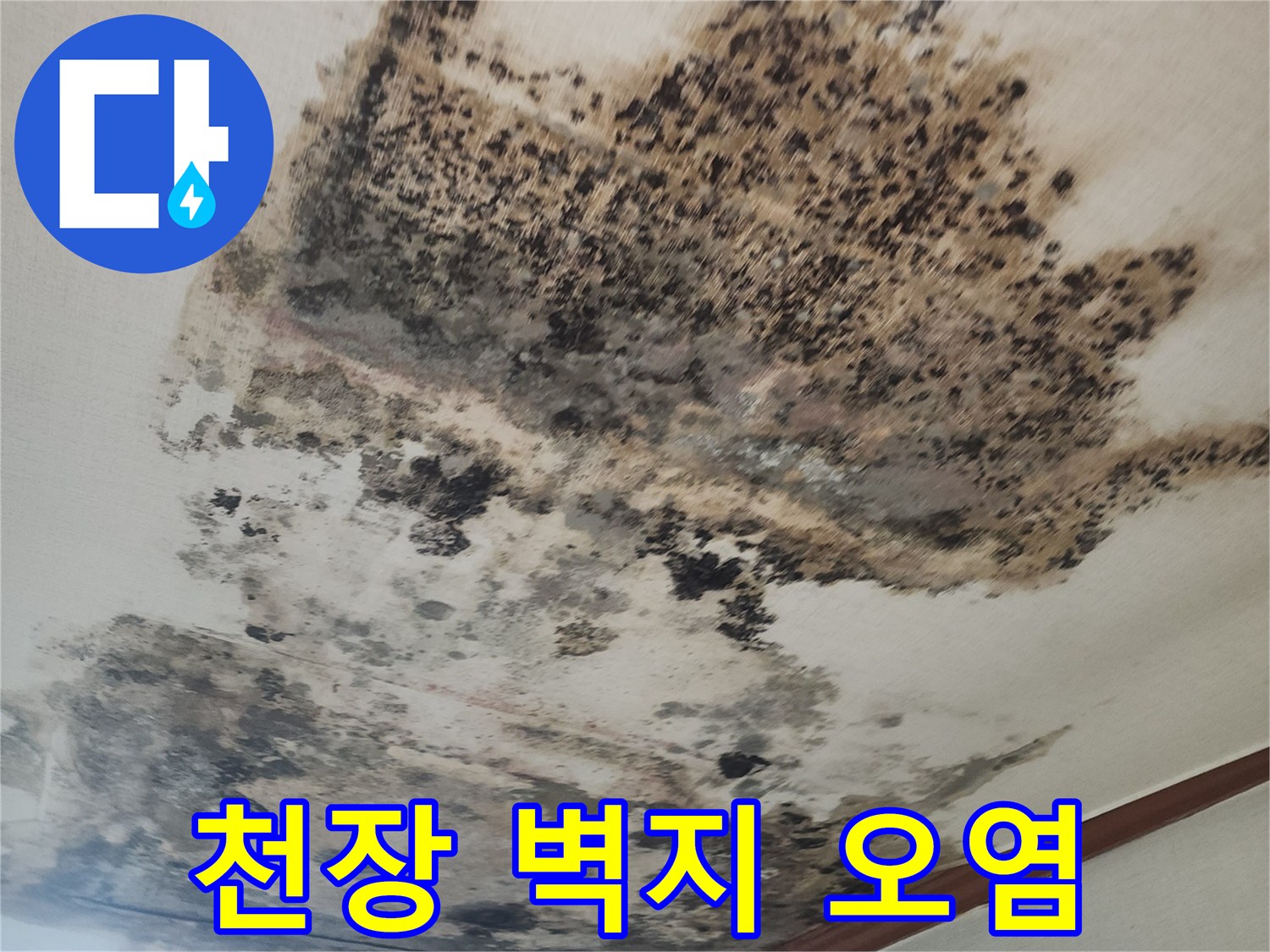 검게 변한 천장 벽지와 곰팡이 얼룩