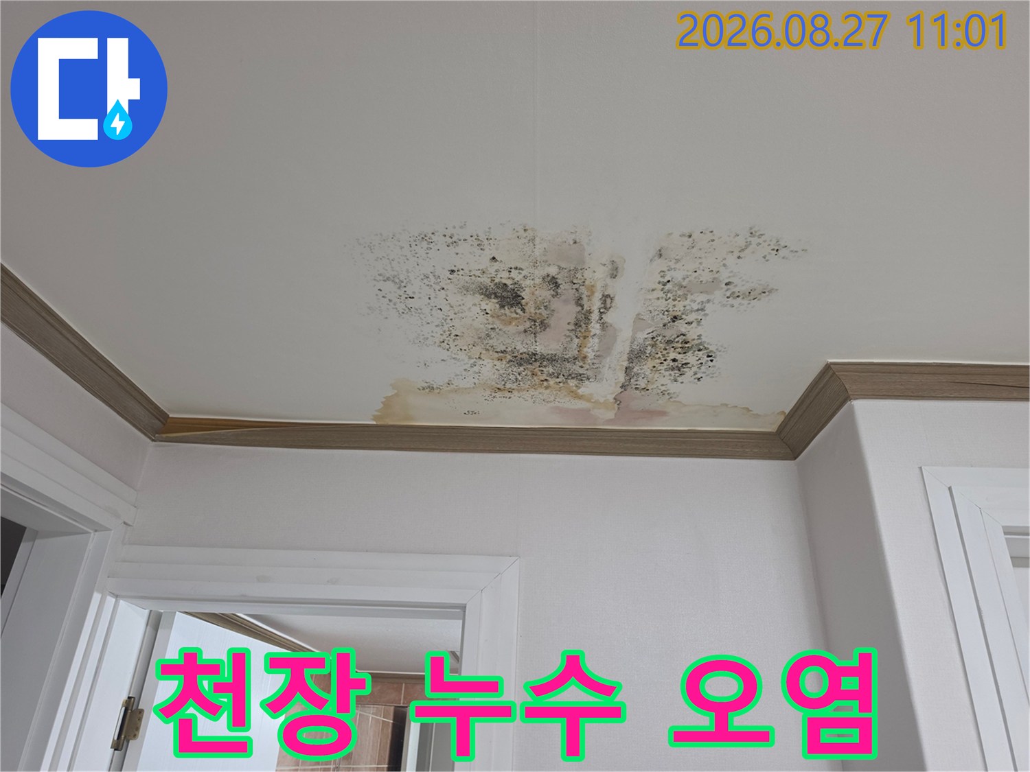 아파트 천장 벽지에-심하게 번진 곰팡이와 누수 자국