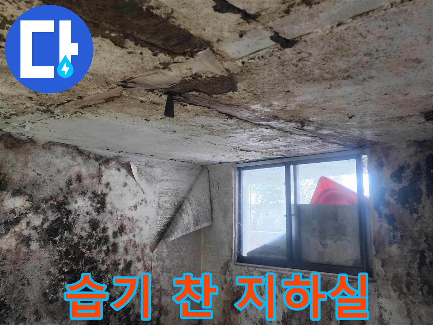 누수 피해로 인해 곰팡이가 번식한 서초구 지하실 내부