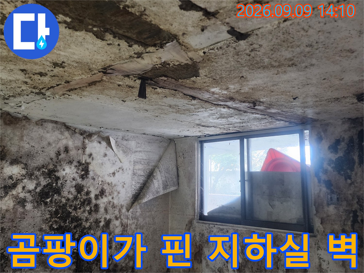 누수로 인해 습기가 머물며 곰팡이가 발생한 지하실 벽면의 모습입니다.
