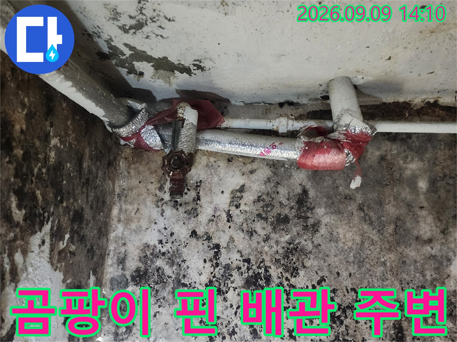 배관 연결부 주변-벽면 전체에 번진 곰팡이와 습기 흔적입니다.