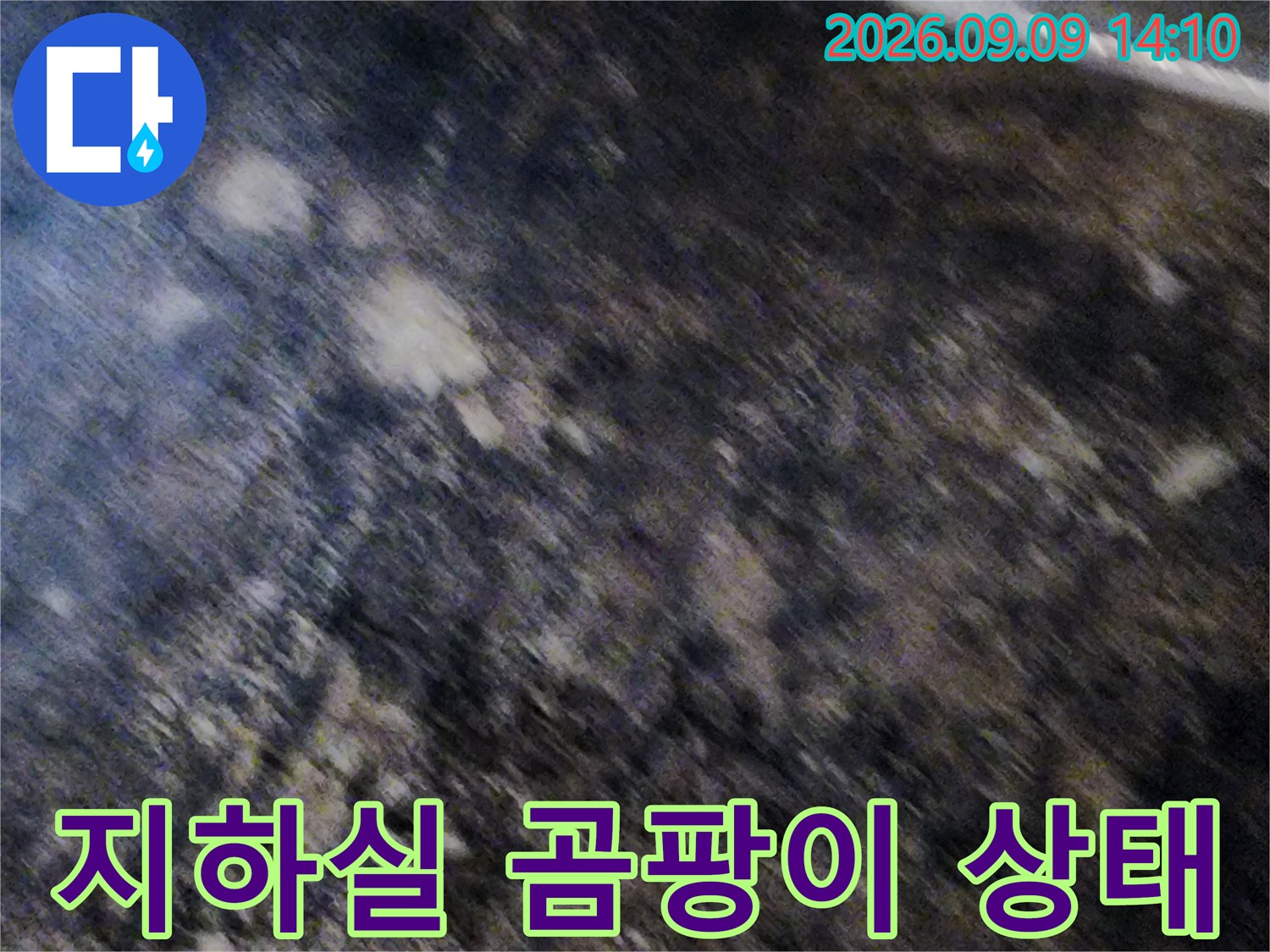 서초구 염곡동 지하실 천장 벽면의 심한 곰팡이와 습기 현상