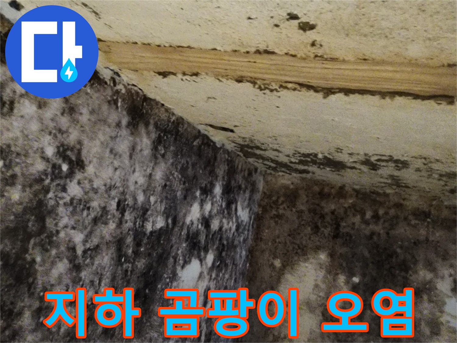 습기로 인한-지하실 벽면의 심한 곰팡이 상태